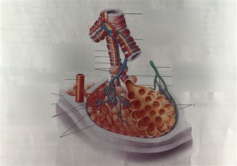 Bronchioles Alveolar Sacs Diagram Quizlet