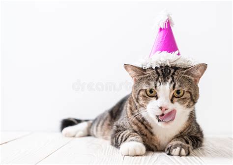 Cat with party hat stock image. Image of background - 151674861