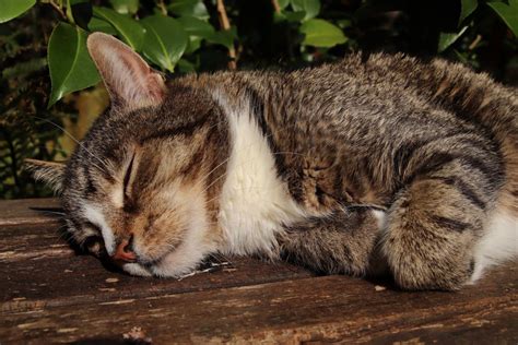 Can Cancer Cause Hair Loss on Cat’s Ears? » Scary Symptoms