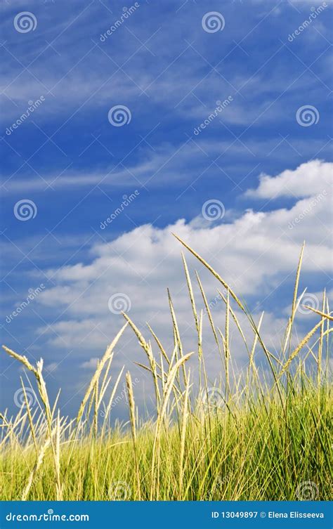 Grama Alta Em Dunas De Areia Imagem De Stock Imagem De Plantas