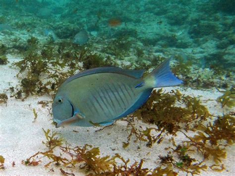 Peixes Marinhos Do Brasil No Snorkeling Desviantes