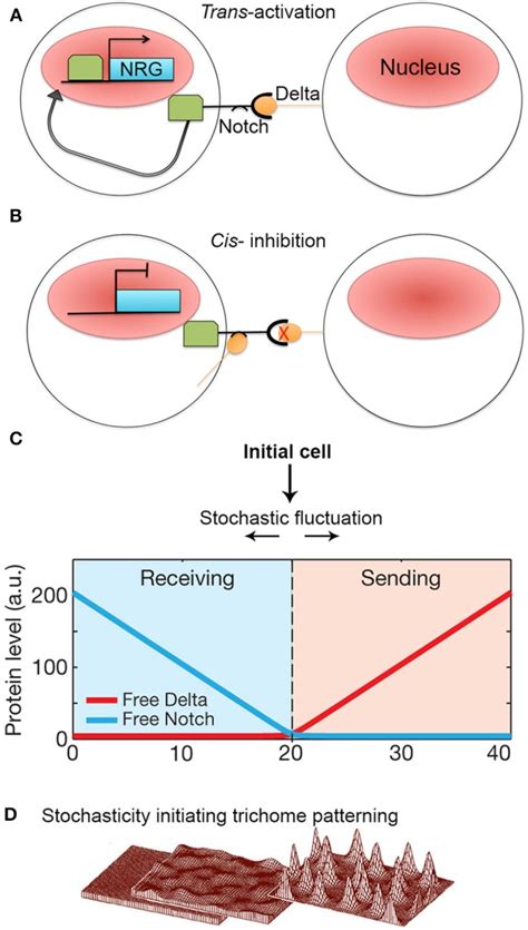 Stochasticity Initiates Lateral Inhibition Based Patterning A A