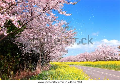 162 Jeju Cherry Blossom Festival Stock Photos, Images & Photography | Shutterstock