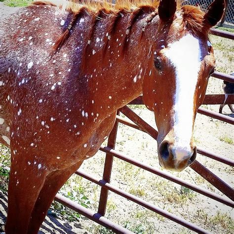 Registered Quarter Horse With Birdcatcher Spots Spots Originally