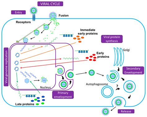 Viruses Free Full Text Herpesvirus And Autophagy “all Right