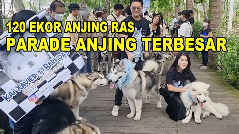 Parade Anjing Terbesar Ekor Anjing Ras Youtube