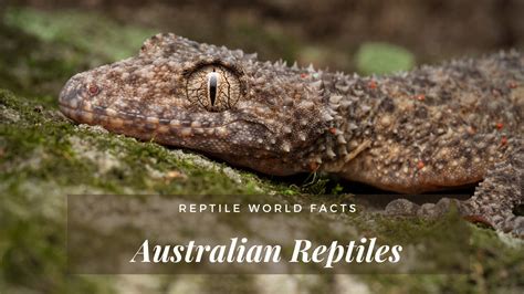 10 Unusual Australian Reptiles You'll Want to See