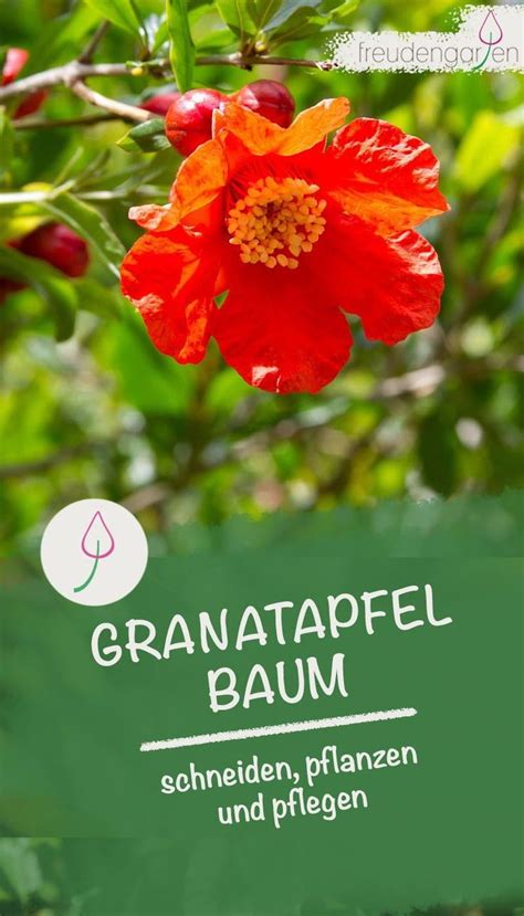 Granatapfelbaum Schneiden So Geht Es Richtig Plants Garden