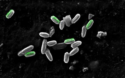 Bacterias Benéficas que ayudan al enraizamiento de las plantas El