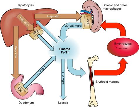 Weight Loss Surgery Effects On Iron Absorption - DSSurgery