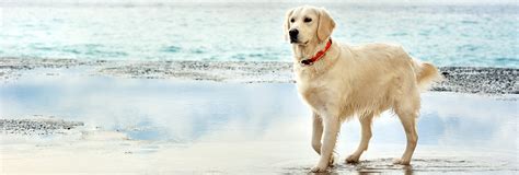 Каталог кличек для собак по алфавиту — proplan.ru