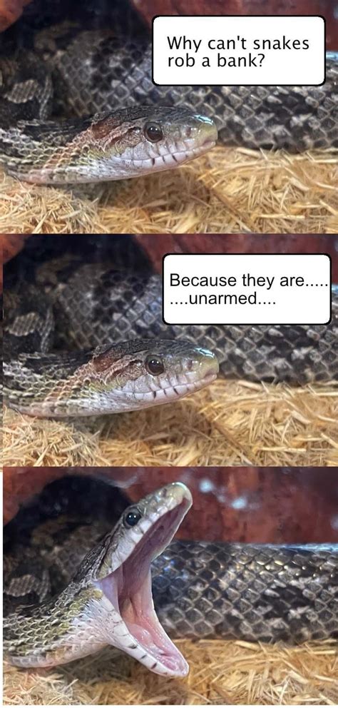 The 29 Funniest Snake Memes, Ranked