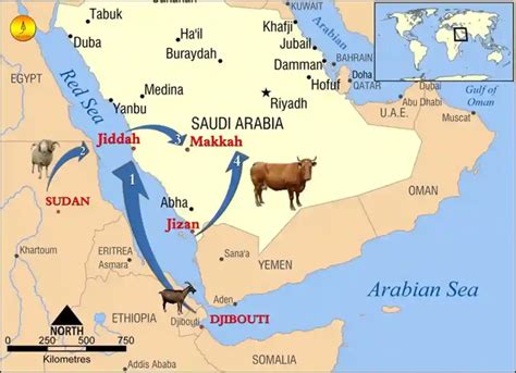 7 Types of Animals in Saudi Arabia - Quran Mualim