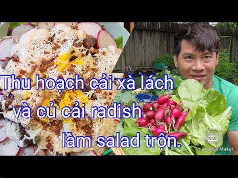 Thu hoạch cải xà lách và củ cải radish làm salad trộn cho buổi trưa