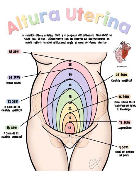 Altura uterina La relación altura utering cm y el progreso del