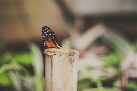 Fondos de pantalla Animales naturaleza césped Plantas fotografía