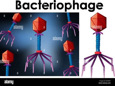 Close Up Isolated Object Of Virus Bacteriophage Illustration Stock