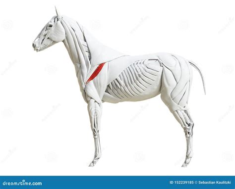 The Equine Muscle Anatomy Deltoideus Stock Illustration