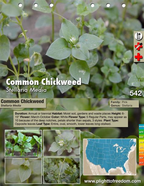 Common Chickweed: Edible & Medicinal - The Cargo Cult Café