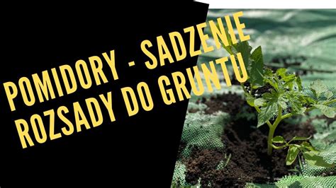 Pomidory Sadzenie Rozsady Do Gruntu Uprawa Pomidor W Nawo Enie