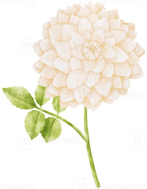 White Dahlia Flowers Watercolor Illustration Png