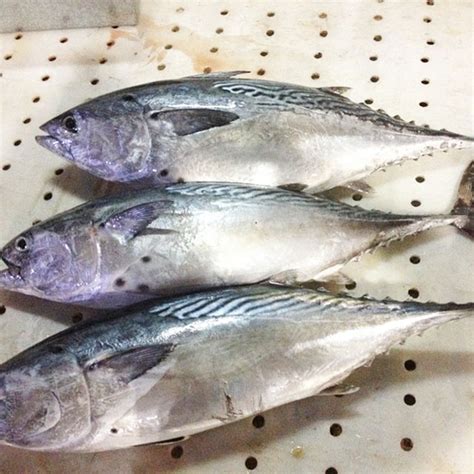 Bonito Fish Flakes Bonito Powder Bonito Fish With Prices - Buy Bonito Fish With Prices,Seafood ...