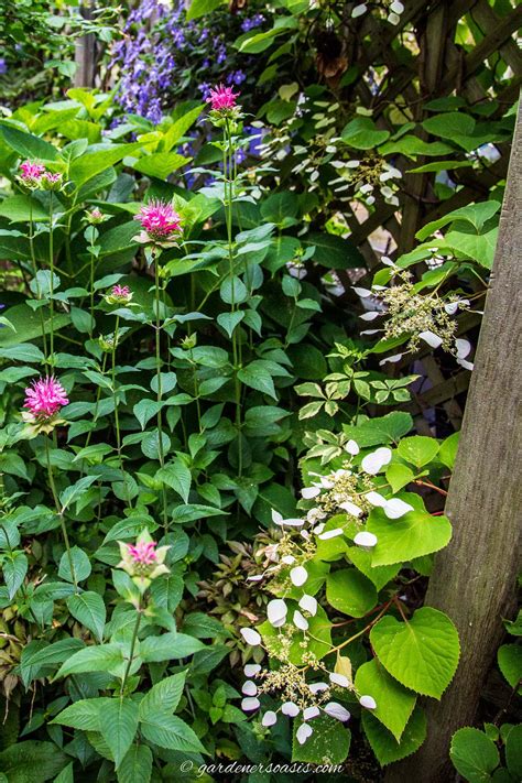 Deer Resistant Shade Plants (15 Beautiful Perennials and Shrubs That Deer Hate)