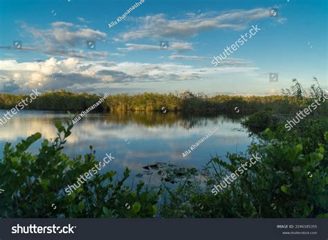 Mangrove Biome Often Called Mangrove Forest Stock Photo 2246185355 ...