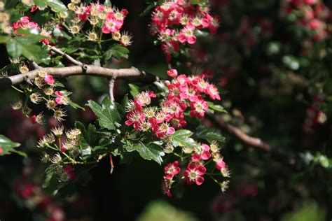 Gelöst Strauch mit rosa weißen kleinen Blüten Hausgarten net