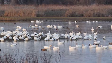 Sanctuary For Lots Of Birds Colusa National Wildlife Refuge Youtube