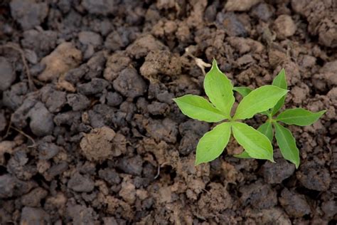 Planta Joven Que Crece En La Naturaleza Foto Premium