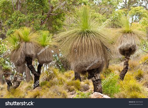 Grass Trees Western Australia Stock Photo 58475620 - Shutterstock