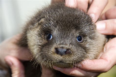 Otters in Atlanta aquarium test positive for coronavirus