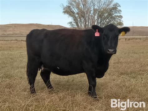 Blk Angus Mature Bred Cows BID PER HEAD BigIron Auctions