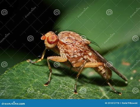 Drosophila Melanogaster Male Fruit Fly On A Green Leaf Stock Photo