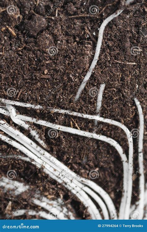 Root Cross Section Diagram