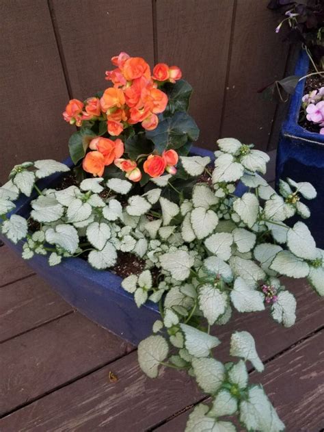 Rieger Begonia Begonia Hiemalis Home Depot Red Nancy Lamium