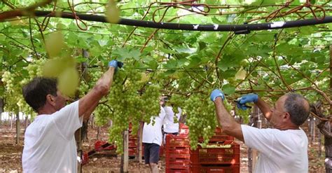 Uiv Vino Oltre 500 Etichette Tra Doc Docg E Igt Sono Troppe Il