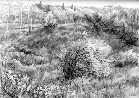 Grass Pencil Drawing at PaintingValley.com | Explore collection of Grass Pencil Drawing