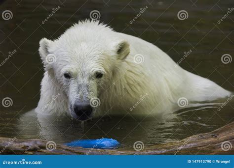 Polar Bear Ursus Maritimus Stock Photo Image Of Eurasian 147913790