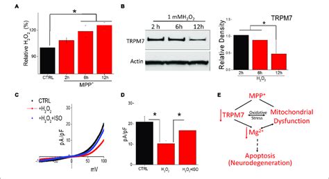 Oxidative Stress Induced By Neurotoxin Treatment Inhibits Trpm7