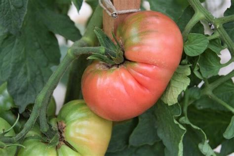 Robuste Und Wohlschmeckende Tomatensorten F R Das Freiland