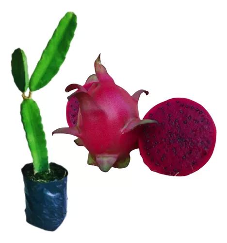 Muda De Pitaya Vermelha Da Polpa Vermelha Produz R Pido