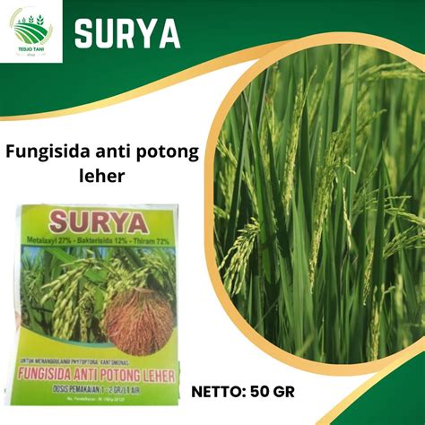 Jual Fungisida Surya Anti Potong Leher Pada Padi Obat Padi Fungisida