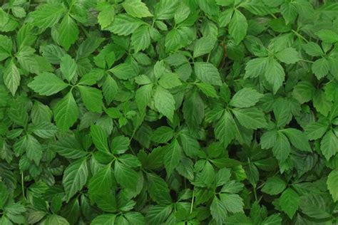 Jiaogulan Tee - Gynostemma pentaphyllum kontrolliert und handverlesen!