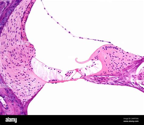 Organ Of Corti Light Micrograph Stock Photo Alamy