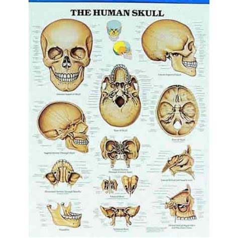 Human Skull Chart