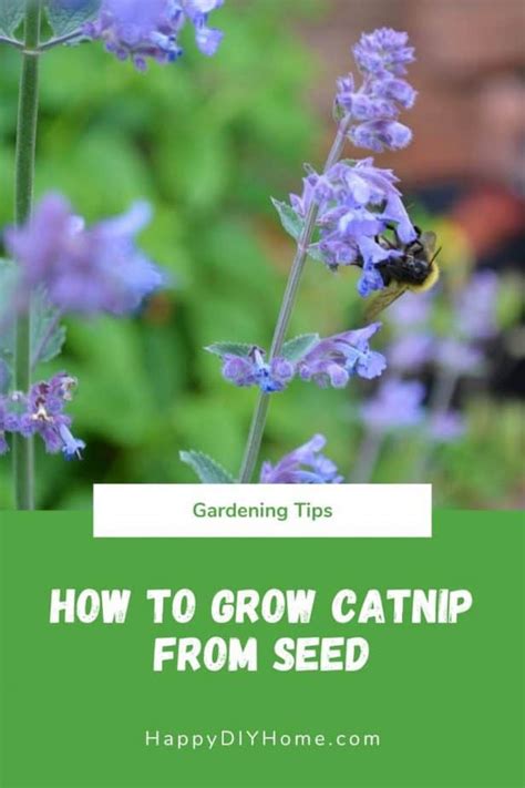 How To Grow Catnip Happy Diy Home