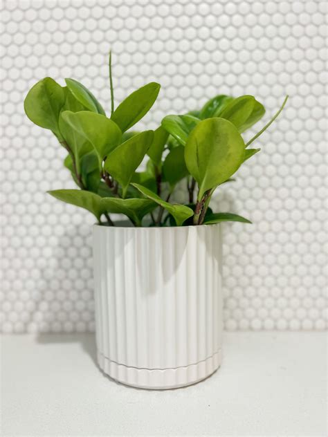 Peperomia In Large White Athens Planter Plant Resort