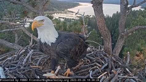 Eagle couple Jackie and Shadow return to nest in Big Bear